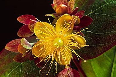 2D平台游戏《Mago》在Steam发售 支持中文